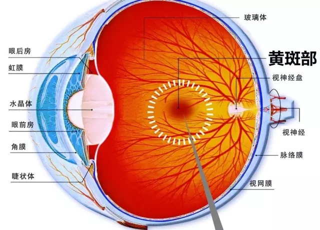 拯救五类“恶”视力，它们可能令你致盲！